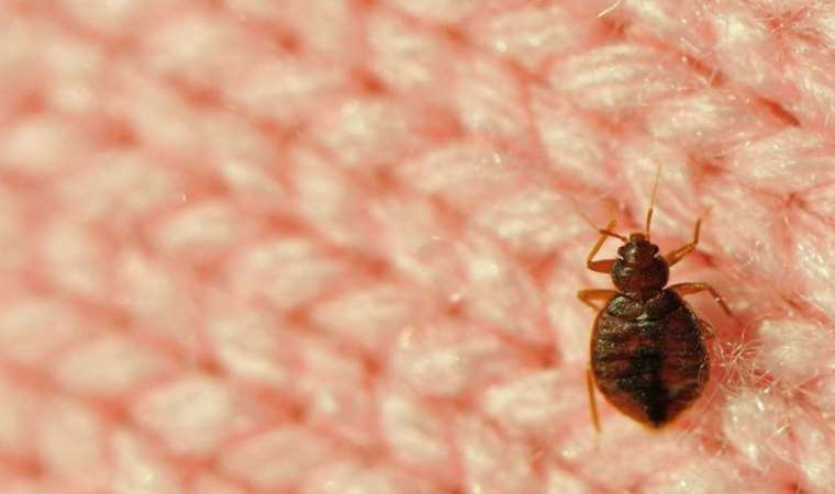 Paris'i tahtakuruları bastı: Hükümet müdahale kararı aldı