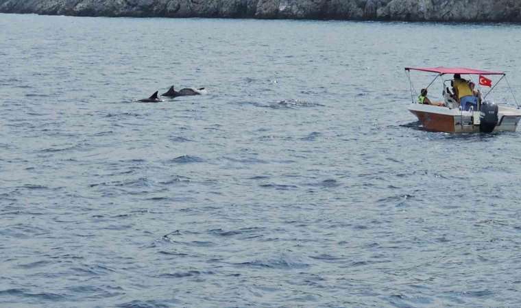 Yunus balıkları tur teknesiyle beraber yüzdü