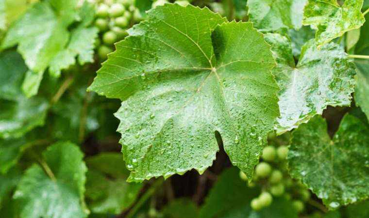 Asma yaprağı nasıl saklanır? Asma yaprağı saklama yöntemleri!