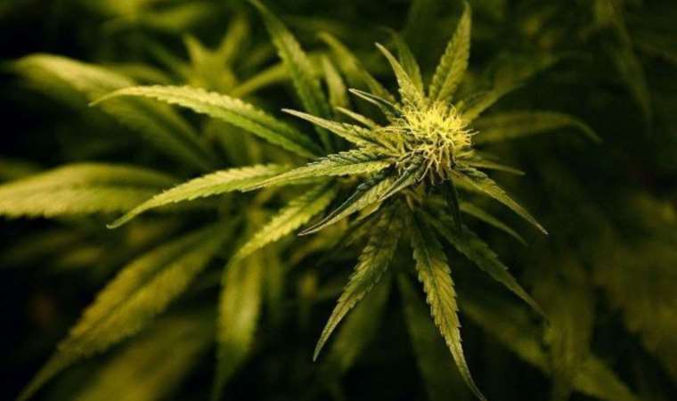 Esrarın korkutan etkisi keşfedildi: Vücutta ağır metal biriktiriyor