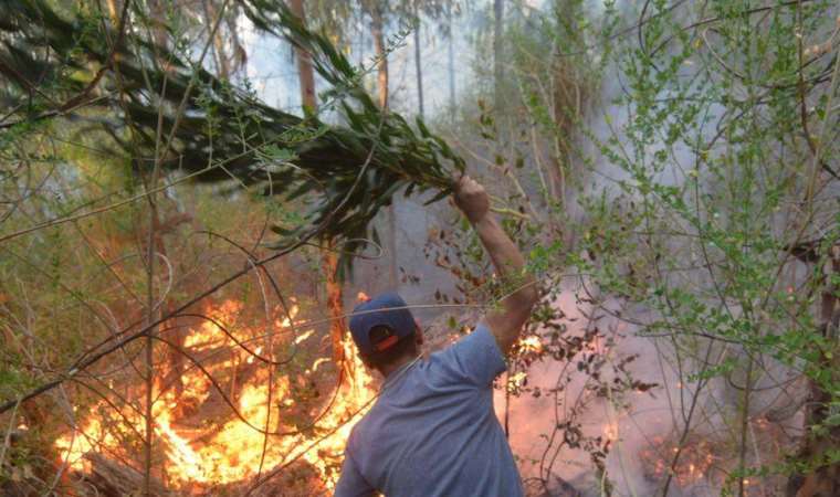 BM'ye göre istilacı yabancı türlerin küresel ekonomiye maliyeti yıllık 300 milyar doları geçti, Türkiye'de durum ne?