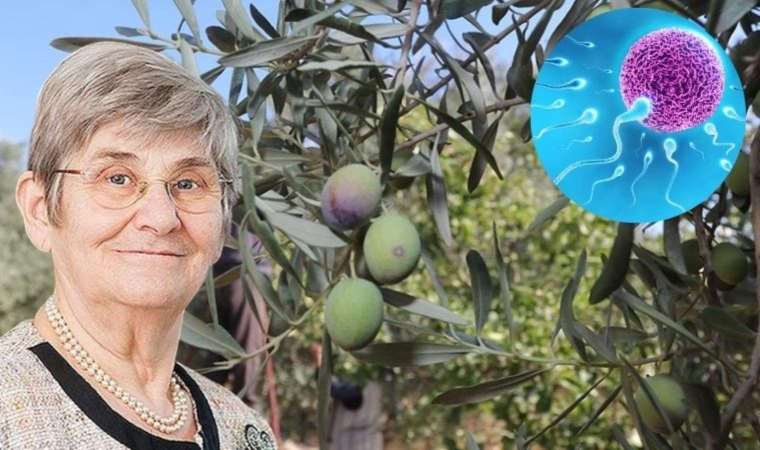 Zeytini yanlış tüketiyormuşuz! Prof. Dr. Canan Karatay açıkladı: Kısır kalırsınız