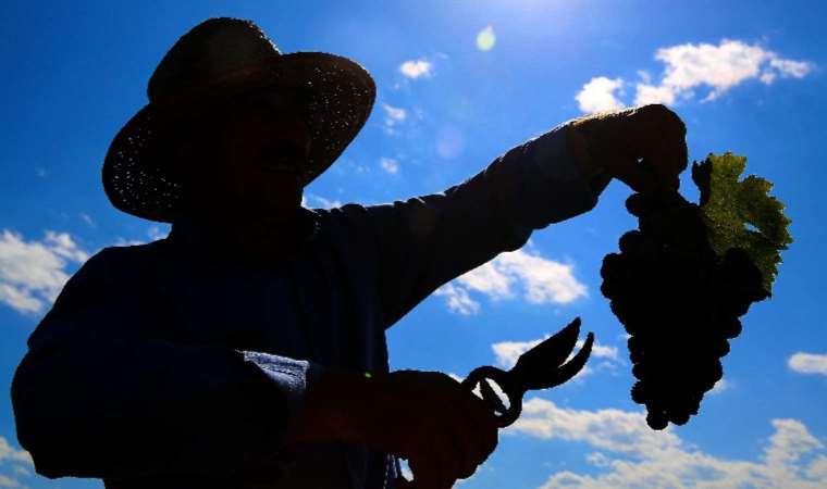 Şifa deposu ,her derde deva: Cimin Üzümü