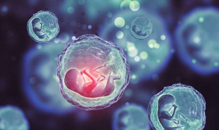 Bilim insanları 'dönüm noktası' olarak niteledi: 'En kusursuz' sentetik embriyo çalışması yapıldı