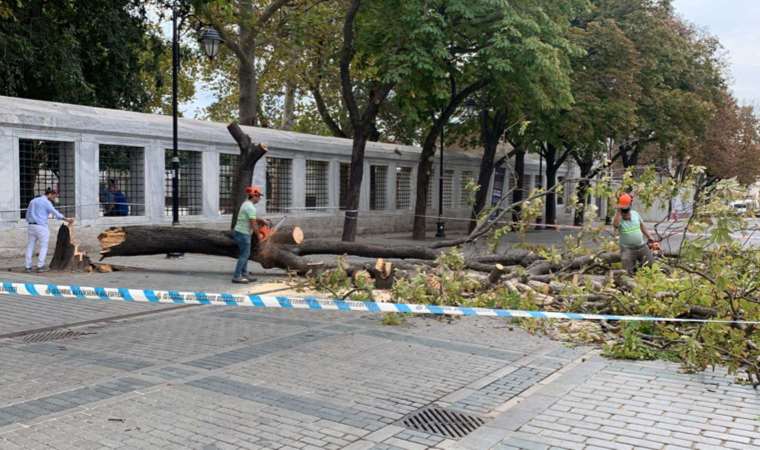 Sultanahmet'te faciadan dönüldü: Turist grubu ağaç altında kalmaktan son anda kurtuldu!