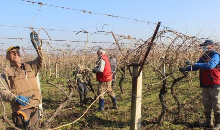 Salihli Ovası’nda sabahın ilk ışıkları ile  başlıyorlar: 13 bin dekarlık alanda hummalı çalışma...