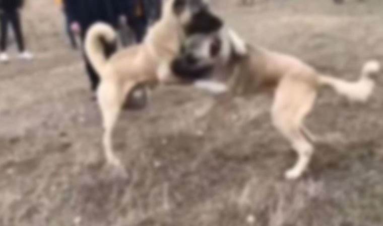 Köpek dövüştüren şahıslara para cezası