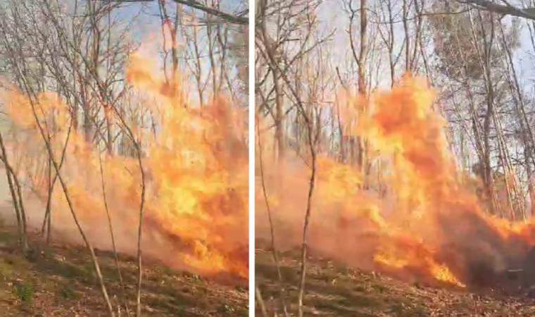 Sakarya'da ormanda yangını!