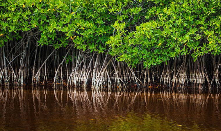 Tuzlu sulardaki kıvrımlı kıyı ormanları: Mangrovlar