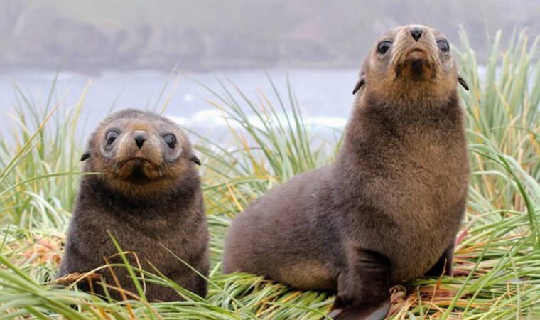 Antarktika’daki foklarda ‘kuş gribi’ ortaya çıktı