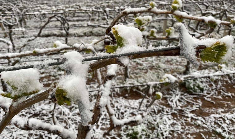 Meteoroloji'den İzmir ve ilçeleri için 'zirai don' uyarısı