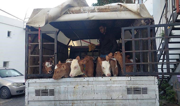 Alıcı gibi davranıp, 3 besiciyi gasbettiler: 7 gözaltı