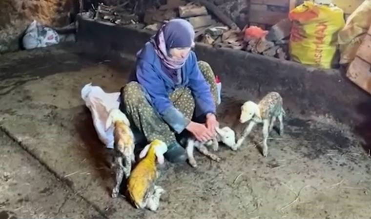 Koyun tek seferde 6 kuzu doğurdu