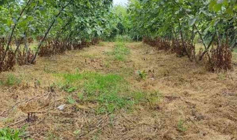 Doğu Karadeniz'de en çok o ürün ihraç edildi!  1 milyar 20 milyon 460 bin 974 dolar...