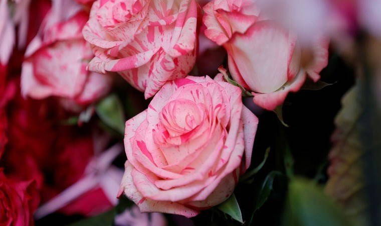 Bitkilerin komşularıyla 