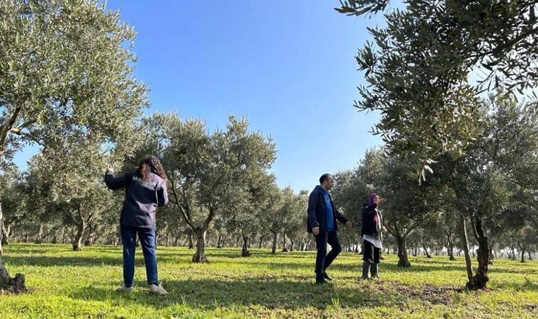 Manisa'da hasat tamamlandı: 22 bin 648 ton üretim ile  Türkiye'de 1. sırada