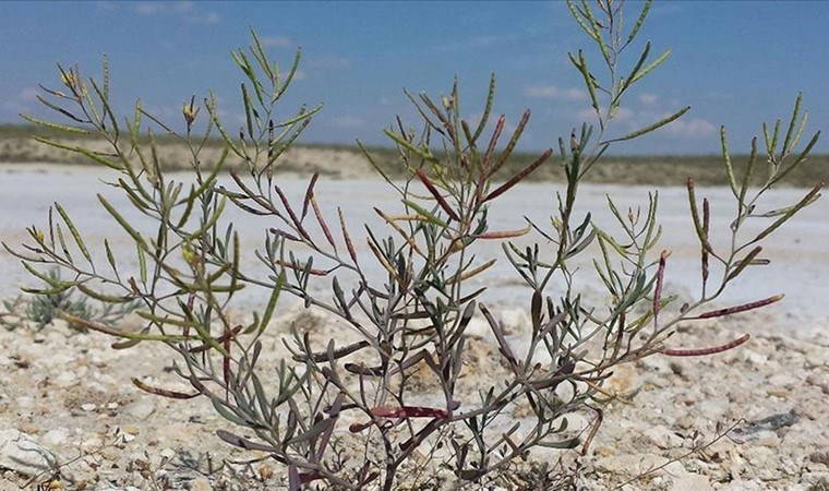 Tuz Gölü'nden uzaya! Alper Gezeravcı yanında götürecek...