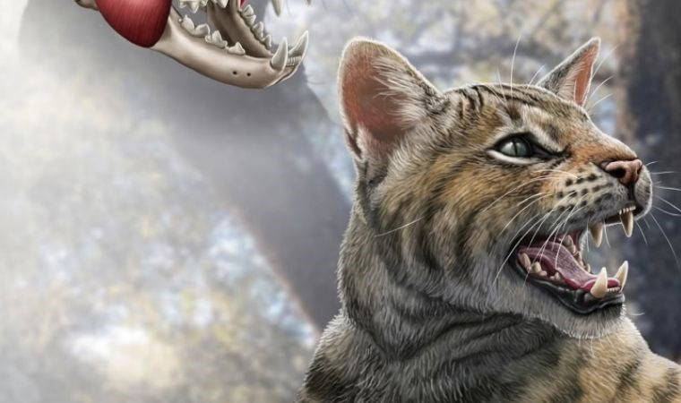 15,5 milyar yıl önce yaşayan kedi türü Avrupa'da bulundu