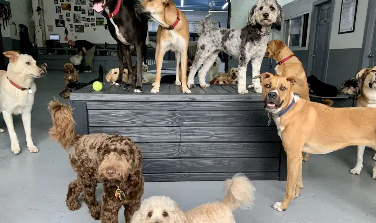 Yeni araştırma küçük köpeklerin daha fazla yaşadığını gösterdi