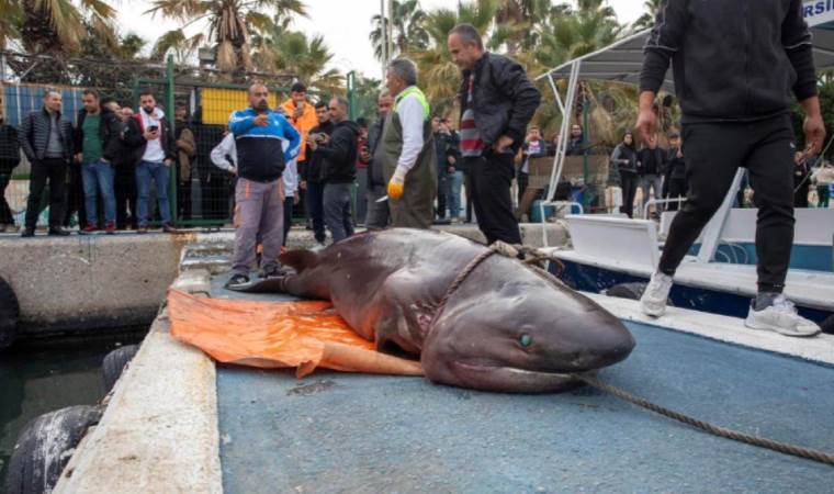 Mersin'de köpekbalığı kıyıya vurdu... Nesli tehlike altında tür olduğu belirlendi