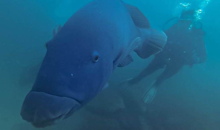 Koruma altındaki balığı öldüren adama para cezası