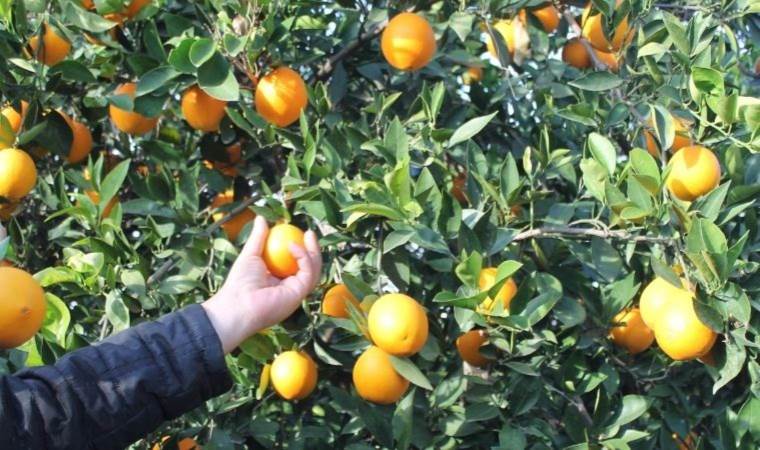 Adana'nın turuncu hazinesi: Bahçede 3 TL, markette 45 TL