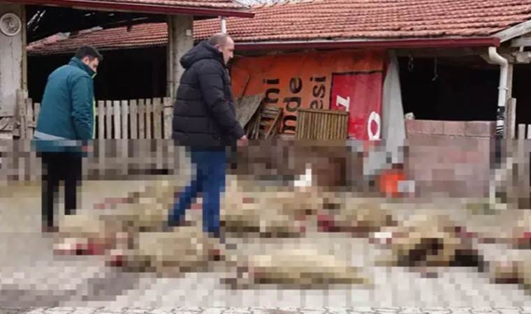 Sokak köpekleri 22 koyunu öldürdü