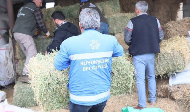 Aydın'da üreticiye yem ve yonca desteği