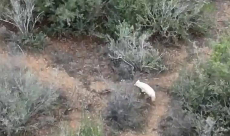 Türkiye'de ilk kez 'Albino çakal' görüldü