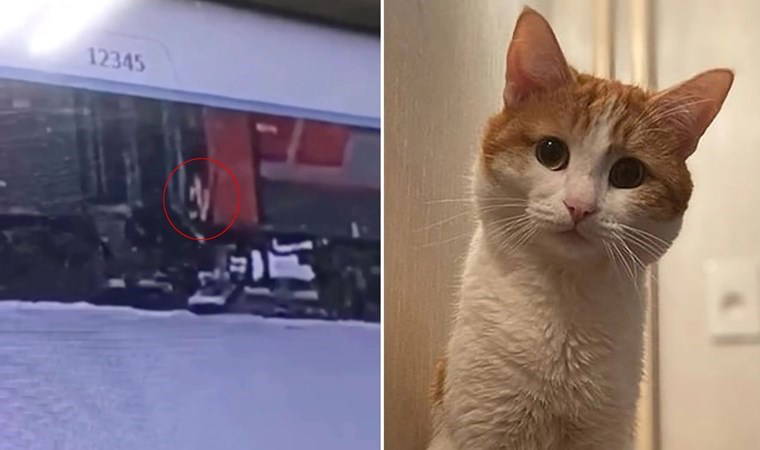 'Sahipsiz' zannettiği kediyi trenden attı: Donarak ölmesine sebep oldu