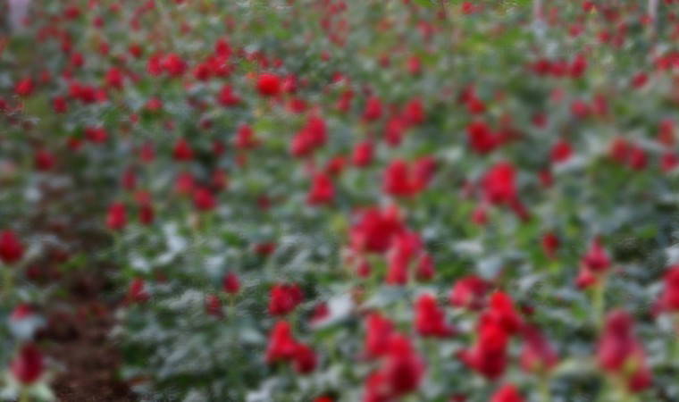 Adana'da hasat ediliyor: Dönüm başı 60 bin lira kazandırıyor... Kırmızı altın tarlası!