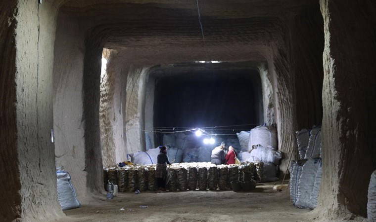 Üçüncü ayda ekiliyor, onuncu ayda hasat ediliyor! 1 milyon 600 bin ton ürün...