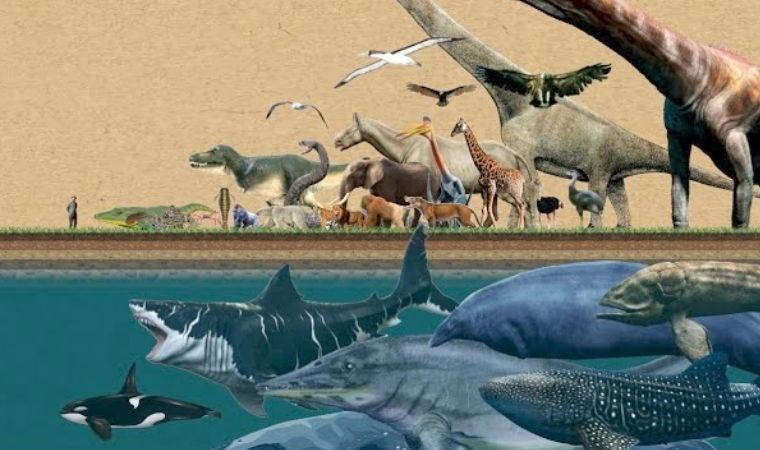 Bin yılda hayvanlar büyümek yerine küçüldü! Neden?