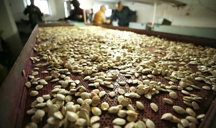 Hasat edildikten sonra çekirdeği alınıyor! 6 bin kavanoz tatlı üretiliyor...