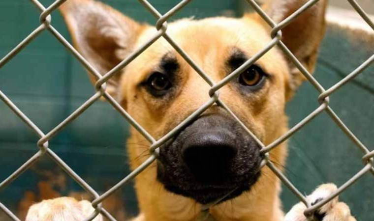 Hayvan düşmanlığı seçim sloganı oldu