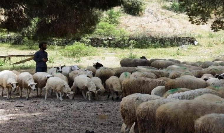 Artvin’de 'çiçek hastalığı' alarmı... Küçükbaş hayvan ürünlerine kısıtlama!