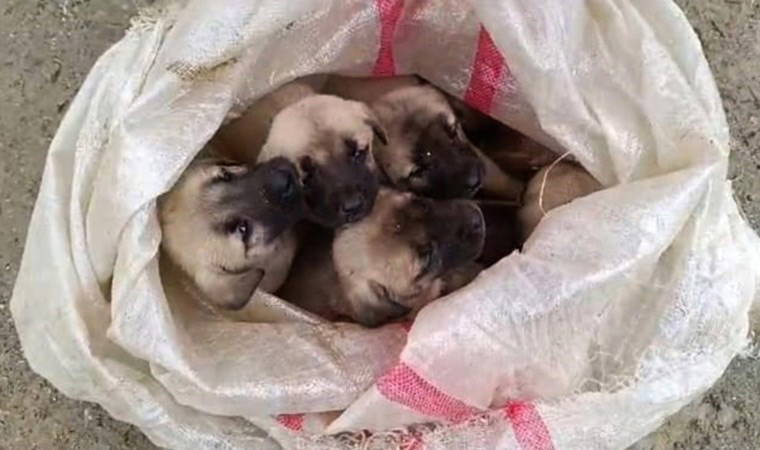 15 yavru köpek ağzı bağlanan çuvallara koyulup terk edildi