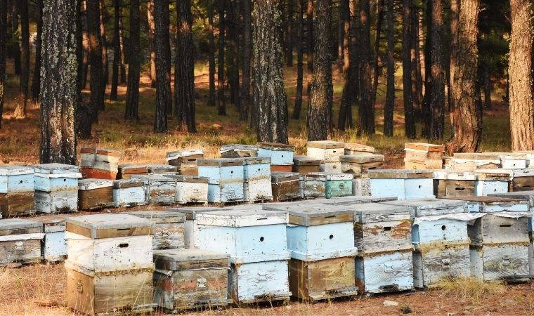 Muğla'da 'Arıcılık Enstitüsü' kurulması için kanun teklifi