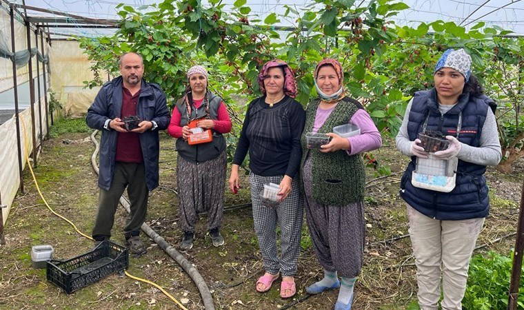 Silifke'de  sürpriz hasat: Tanesi 2,5 liradan satılıyor