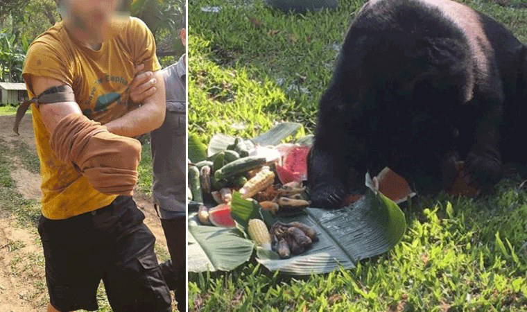 Ayı saldırısından kurtulmak için kendi kolunu kesti
