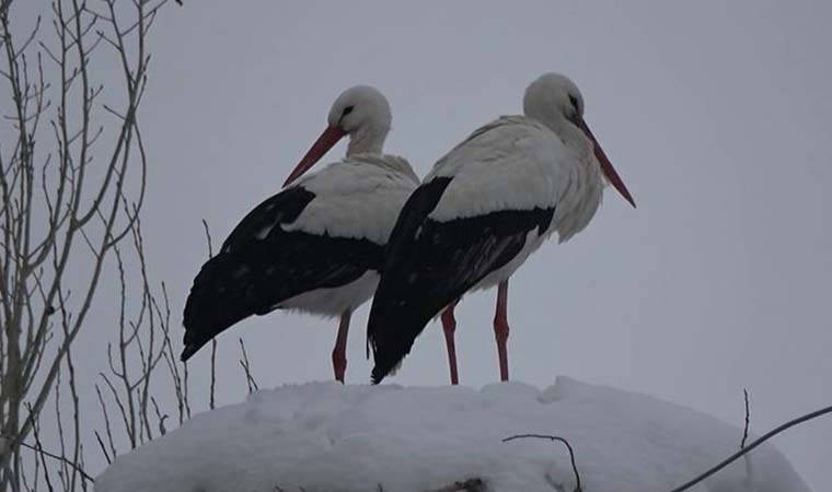 Yüksekova'da yıllardır göç etmeyen leyleklere köylüler sahip çıkıyor