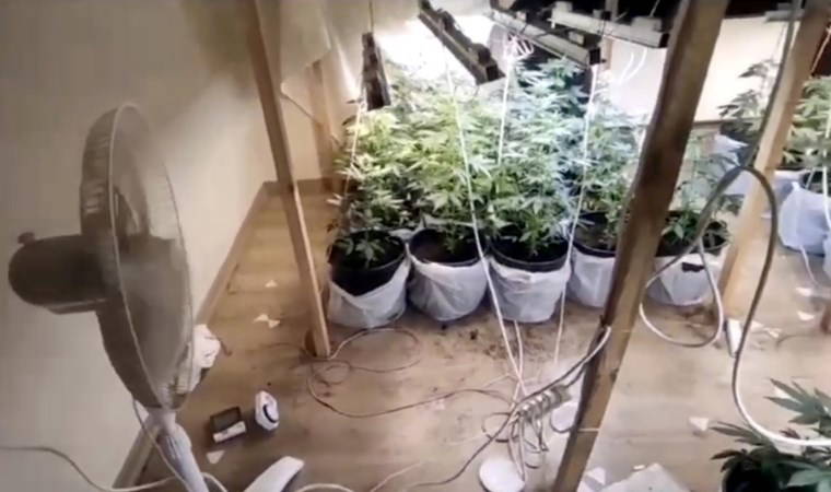 Villada kenevir yetiştiren 2 şüpheli tutuklandı