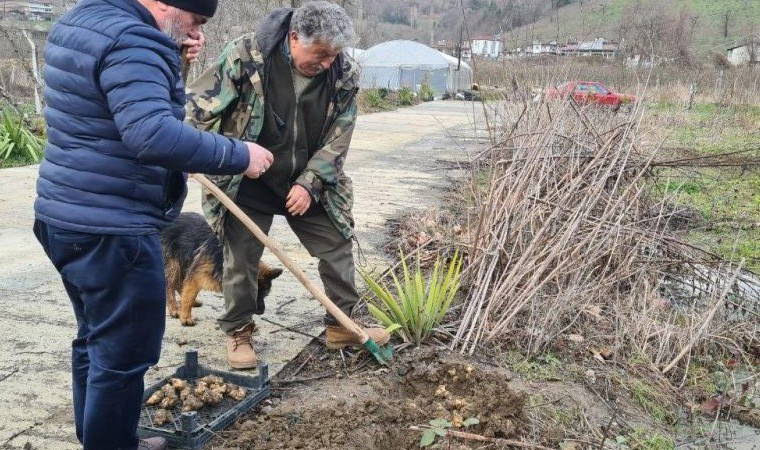 Büyük zahmetle hasat ediliyor: Kabuğu ile yendiğinde şifa kaynağı oluyor...