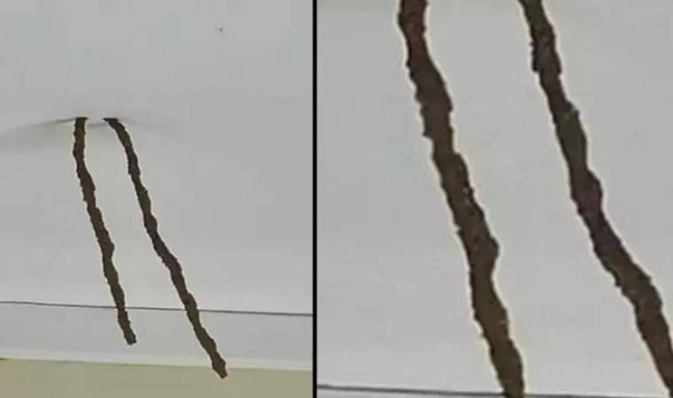 Tavandan sarkanın ne olduğunu öğrenince evini ilaçlattı