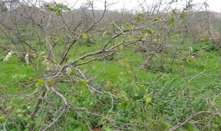 Fındıkta büyük tehlike: Ciddi rekolte kaybı yaşanabilir!