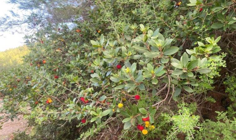 Mahalle sakinleri toplayıp satıyor: Yüksek antioksidan içeriyor...