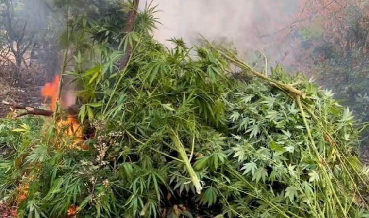 Diyarbakır'da 1 yılda 102 milyon kök kenevir bitkisi ile 47 ton esrar ele geçirildi