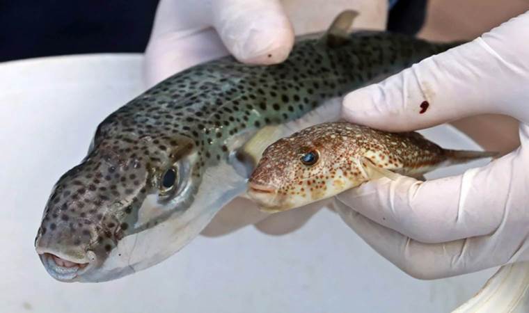 Uzmanlar uyardı: Bu 2 balık türü 'siyanür' kadar tehlikeli!