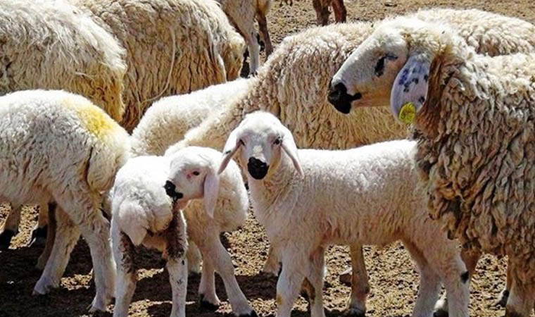 Annesinin reddettiği kuzu 'Aykız'ı veterineri biberonla besliyor