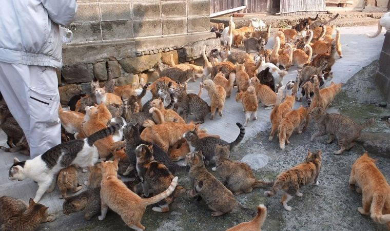 İnsan sayısını 6'ya katladı! Kedi adası Aoshima